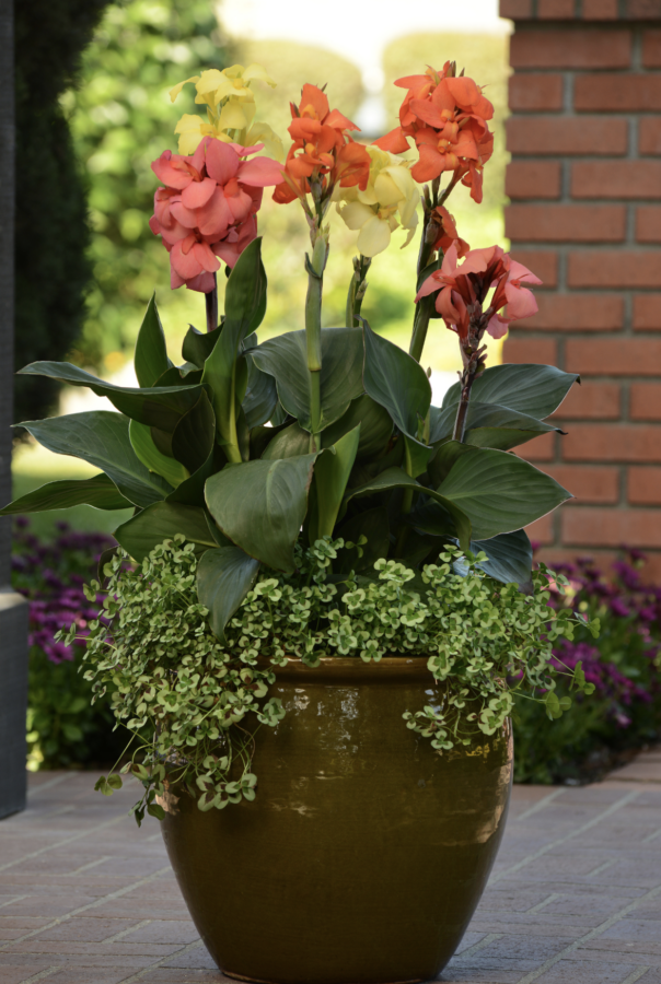 Canna Lilly used as a thriller in this outdoor pot
